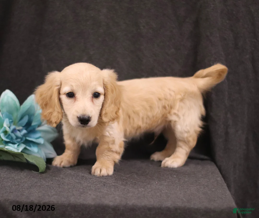 Miniature Dachshund dogs for sale: Quest - Ad 1