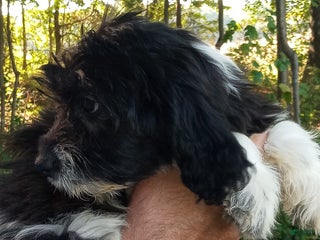 Cockapoo dogs Mae Belle - Ad 17