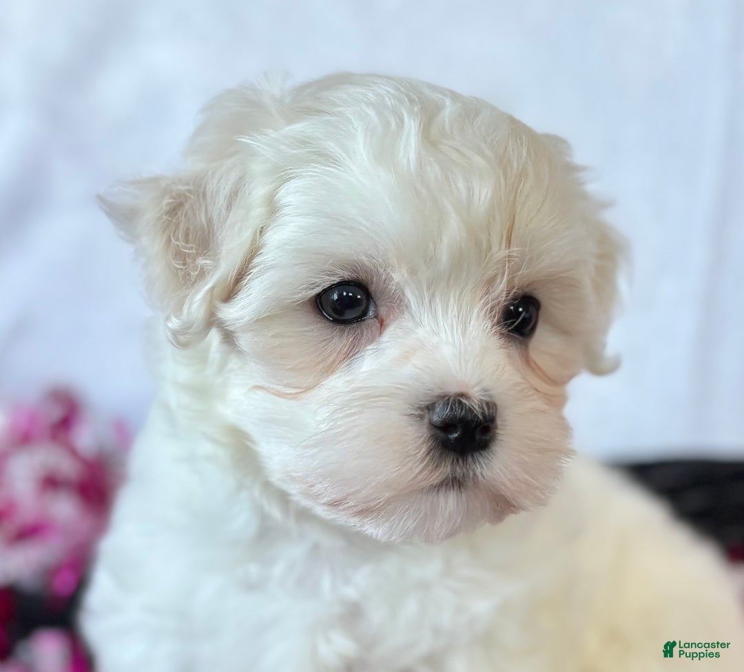 Maltese dogs for sale: Cara - Ad 1
