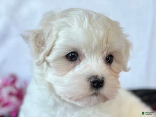 Maltese dogs Cara - Ad 2