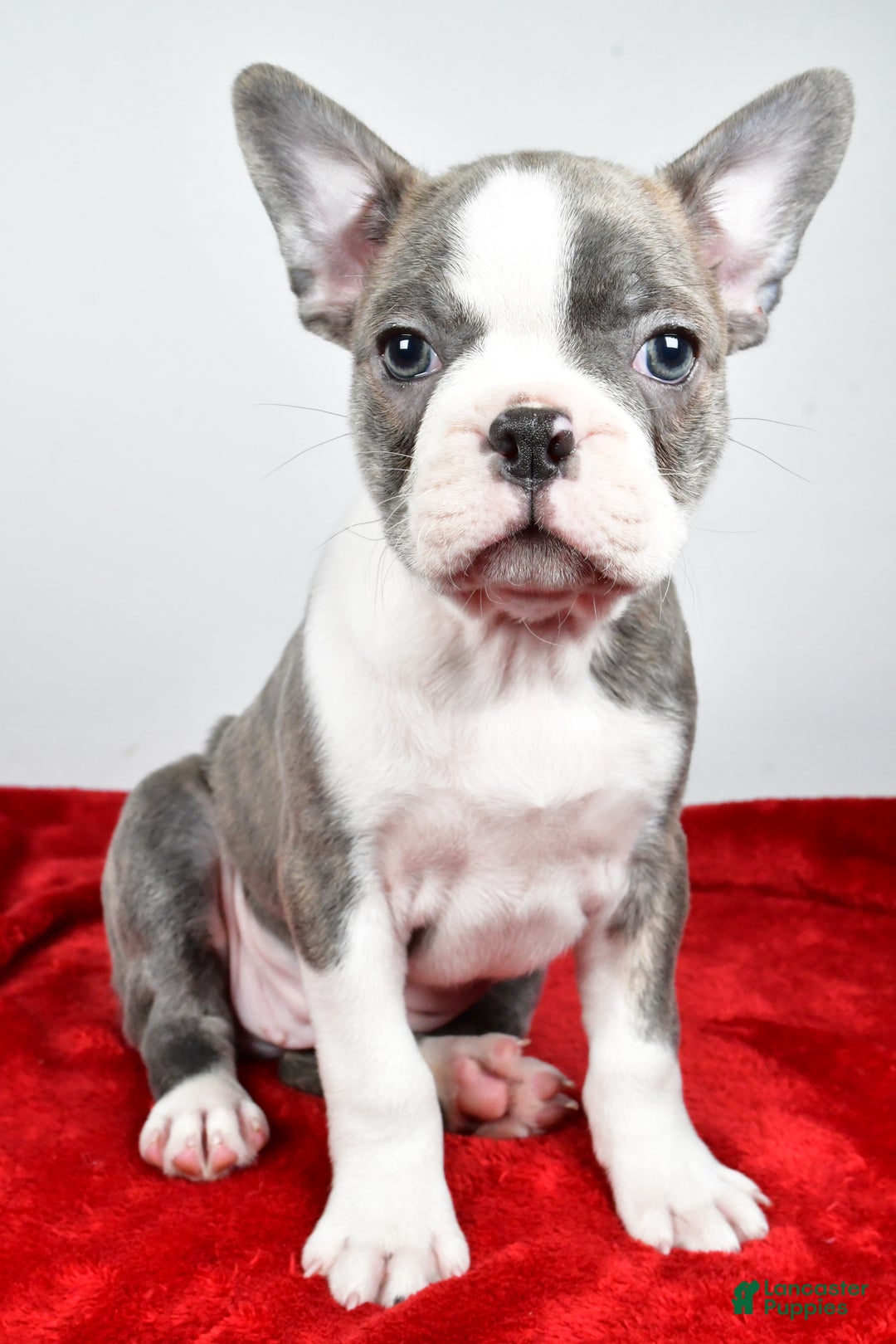 Boston Terrier dogs for sale: Ivan - Ad 2