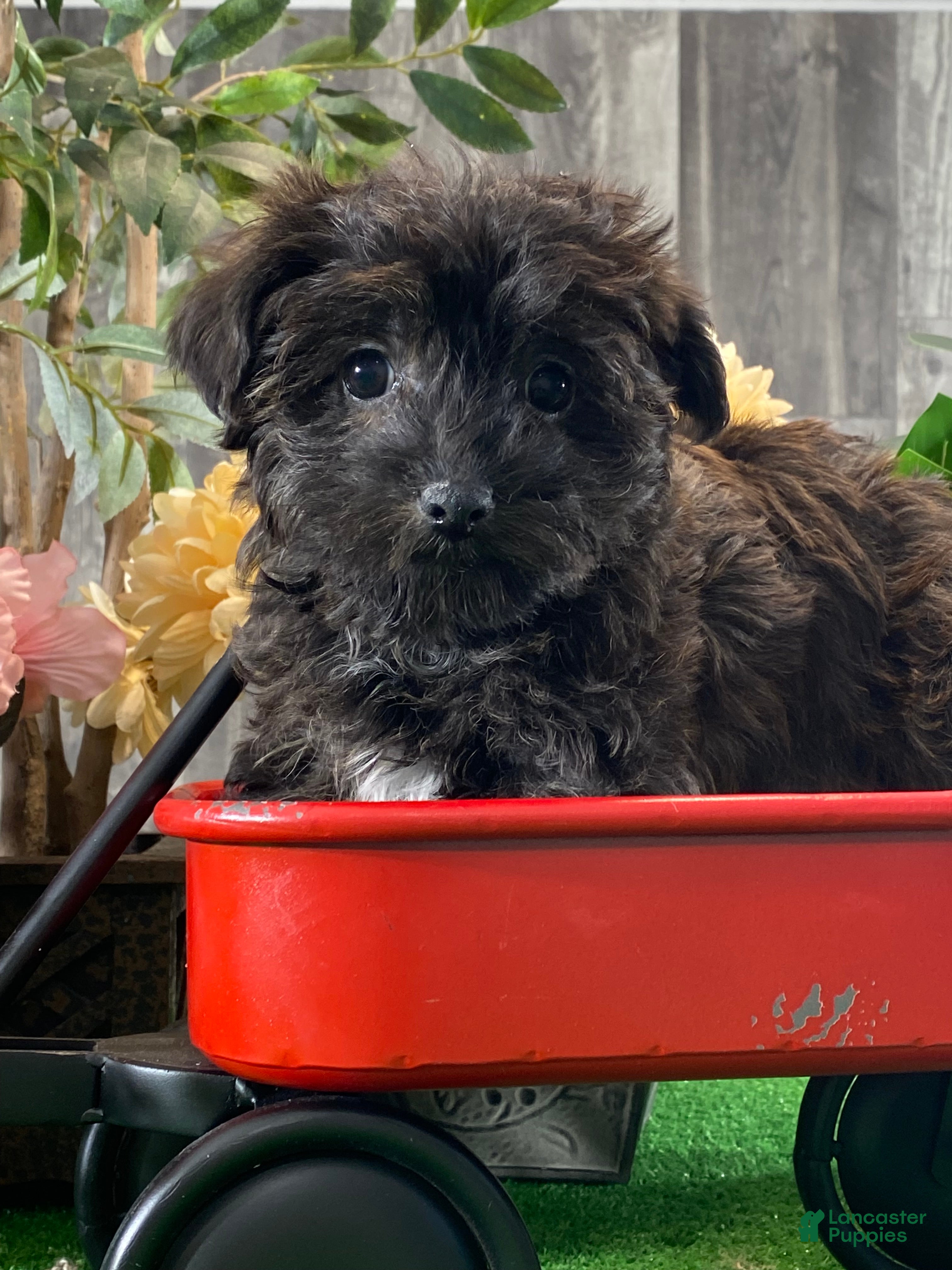 Yorkiepoo dogs Parker - Ad 39