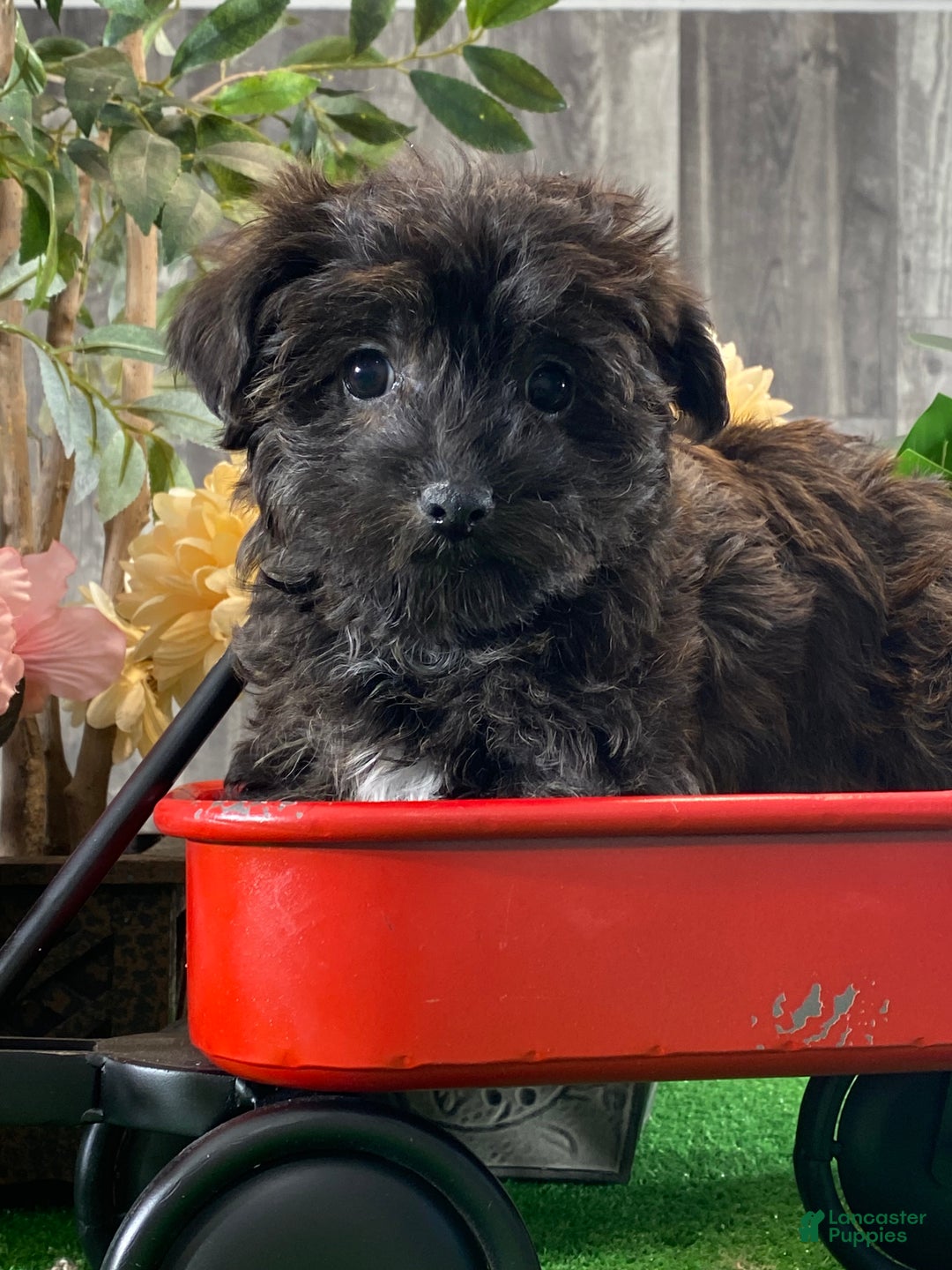 Yorkiepoo dogs for sale: Parker - Ad 1