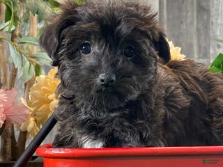 Yorkiepoo dogs Parker - Ad 36