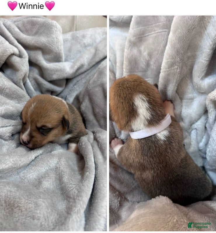 Mixed Breed dogs Winnie_Female - Ad 36