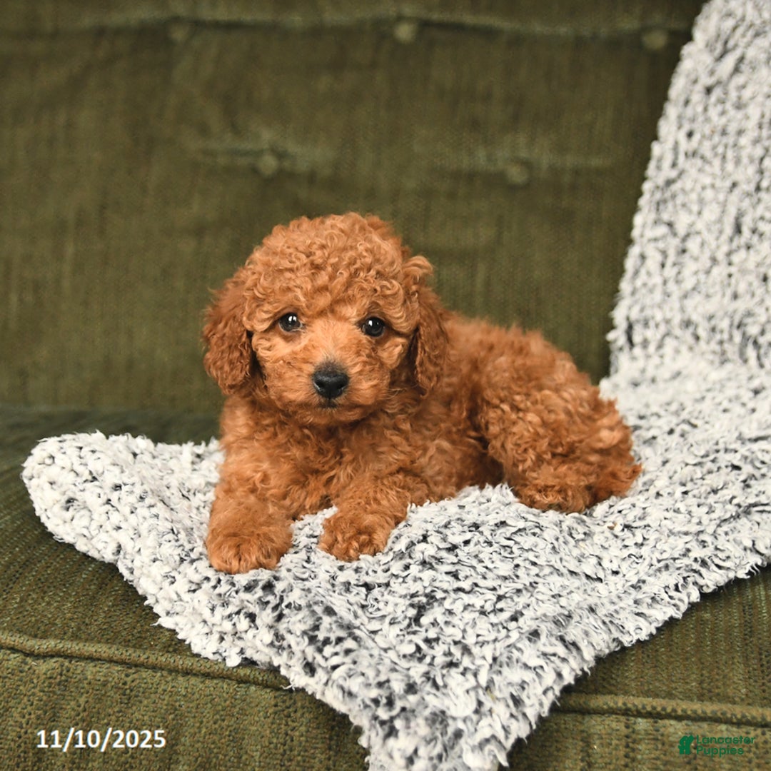 Toy Poodle dogs for sale: Carter - Ad 2