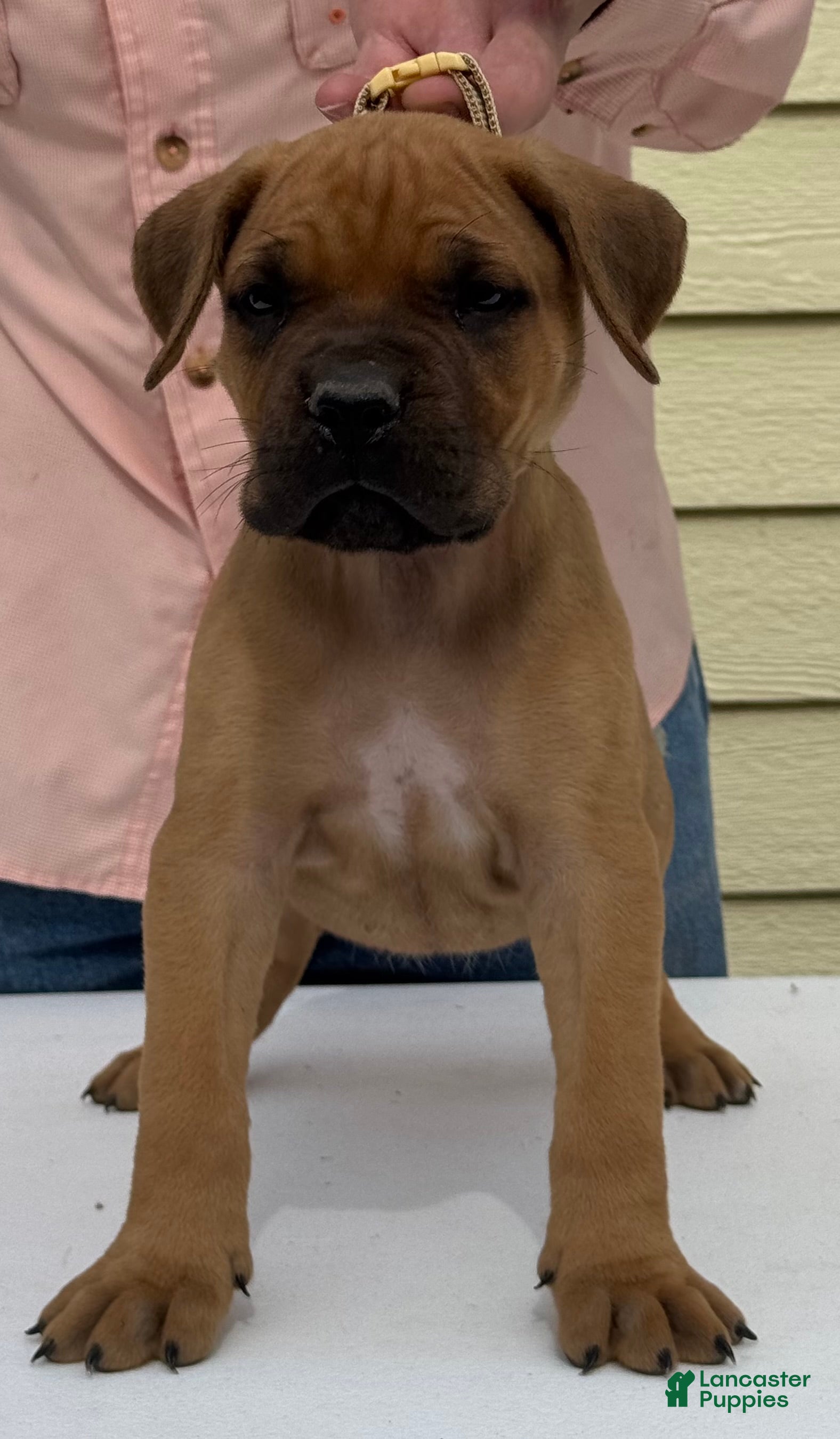 Cane Corso