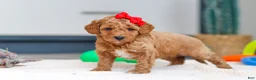 Mini Goldendoodle dogs for sale: Millie - Ad 2