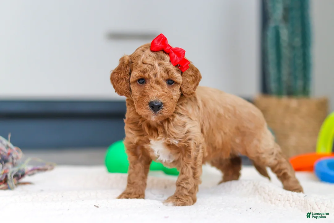 Mini Goldendoodle dogs for sale: Millie - Ad 2