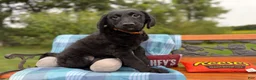 Mixed Breed dogs for sale: Cresthaven (Boy) - Ad 6