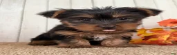 Yorkshire Terrier dogs for sale: Sugar Female AKC Yorkshire Terrier - Ad 4