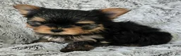 Yorkshire Terrier dogs for sale: Prince - Ad 3