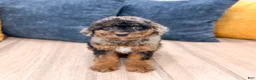 Cavapoo dogs for sale: Jack - Ad 1