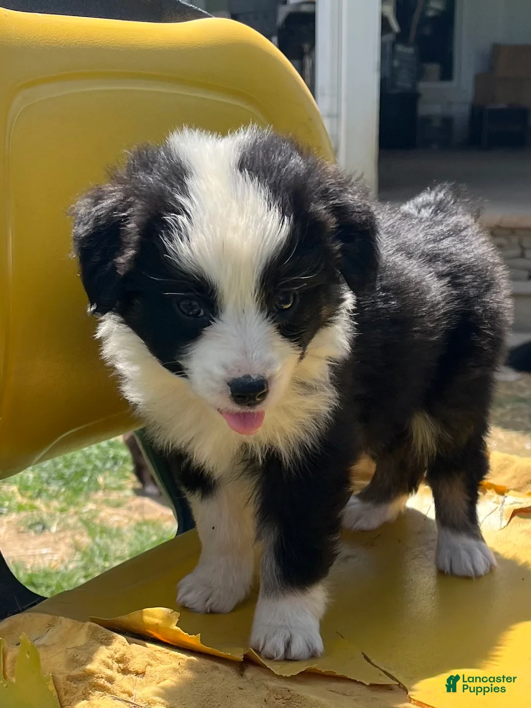 Australian Shepherd dogs for sale: Itty Bitty - Ad 1