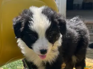 Australian Shepherd dogs Itty Bitty - Ad 40
