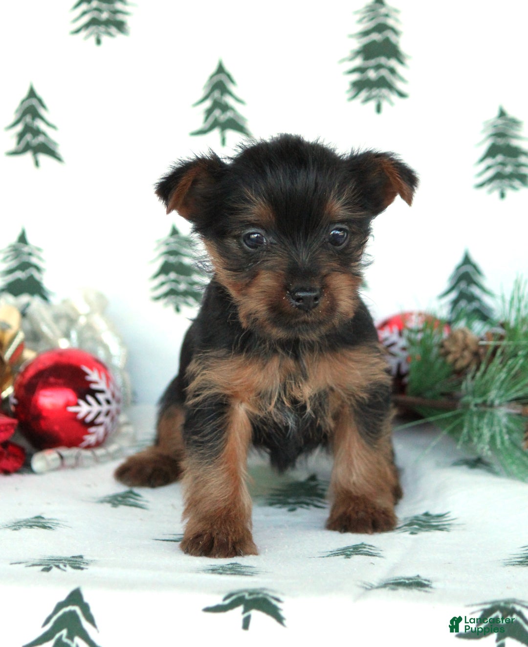 Yorkshire Terrier dogs for sale: Tessa - Ad 1