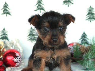 Yorkshire Terrier dogs Tessa - Ad 34