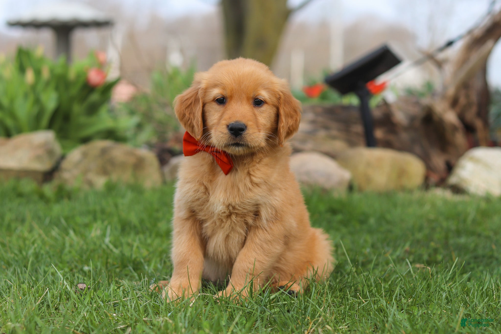 Golden Retriever dogs Rusty - Ad 1