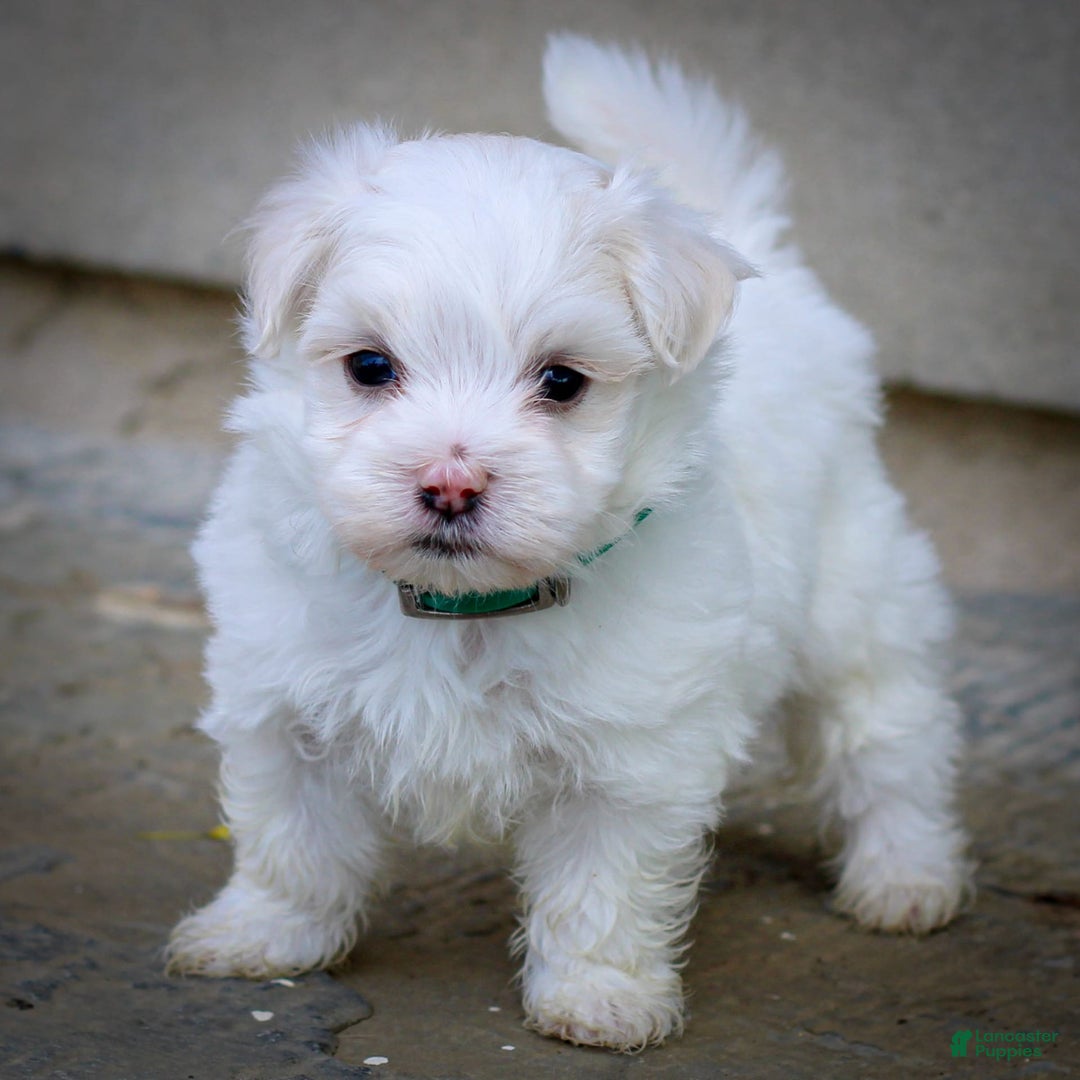 Maltese dogs for sale: Reign - Ad 15