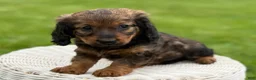 Miniature Dachshund dogs for sale: Mila - Ad 6