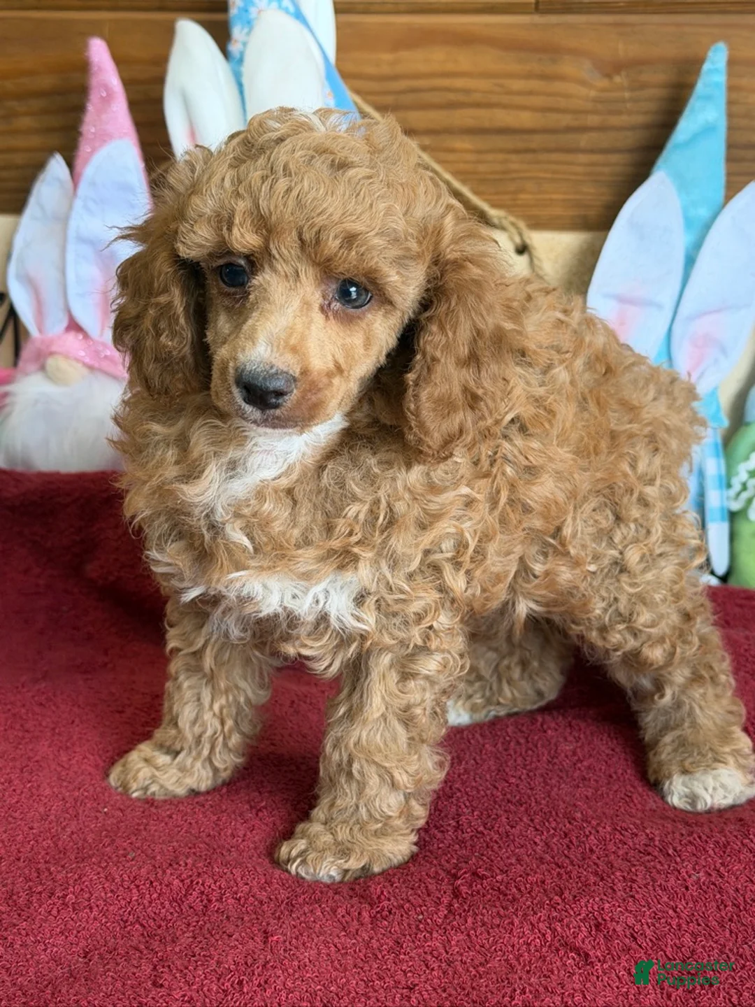 Toy Poodle dogs for sale: Finn - Ad 1