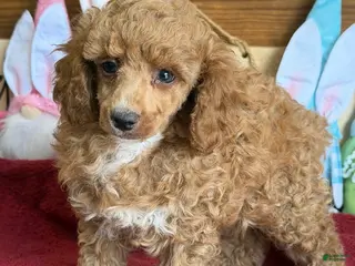 Toy Poodle dogs Finn - Ad 9