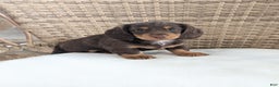Miniature Dachshund dogs for sale: Coco - Ad 2