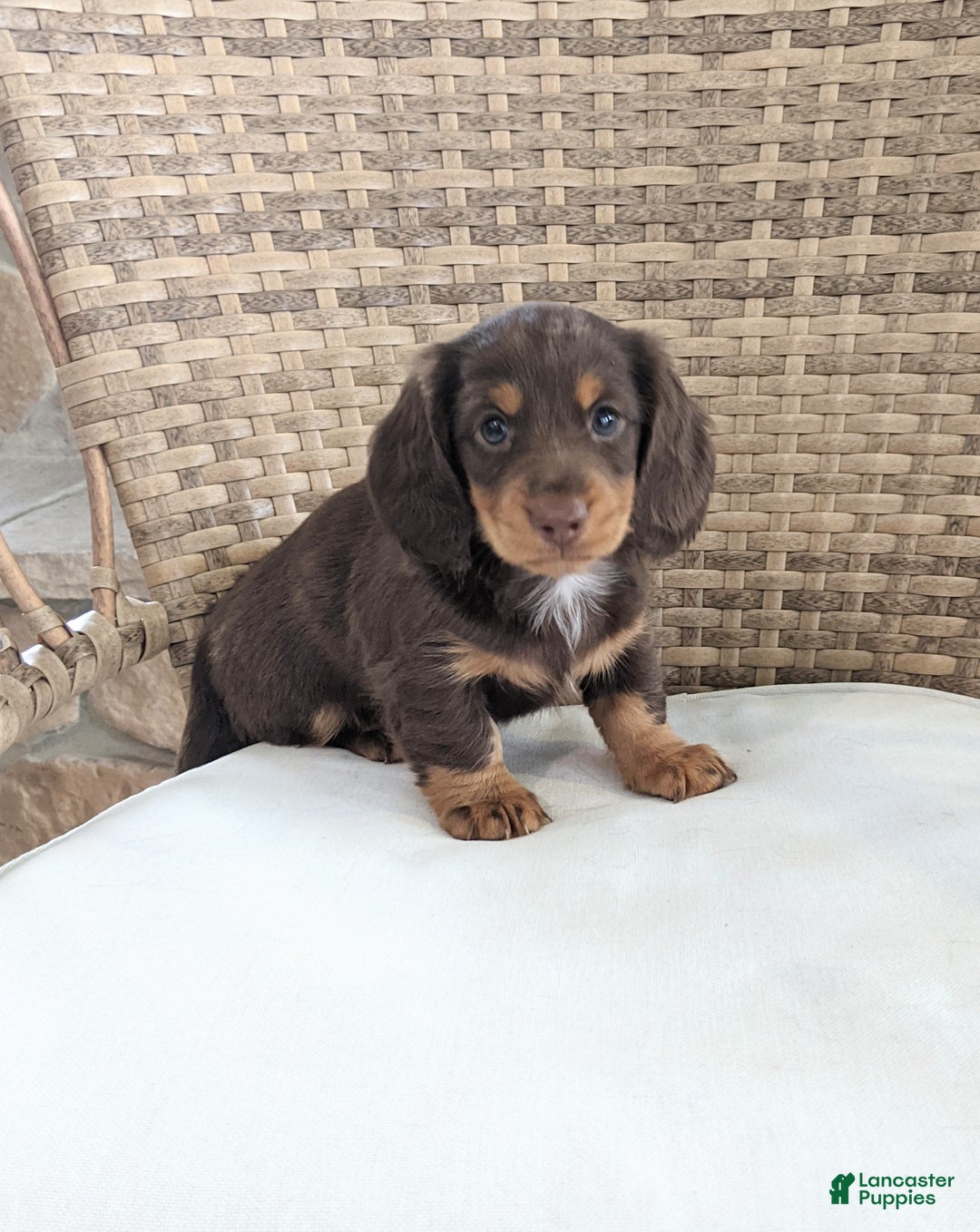 Miniature Dachshund dogs for sale: Coco - Ad 2