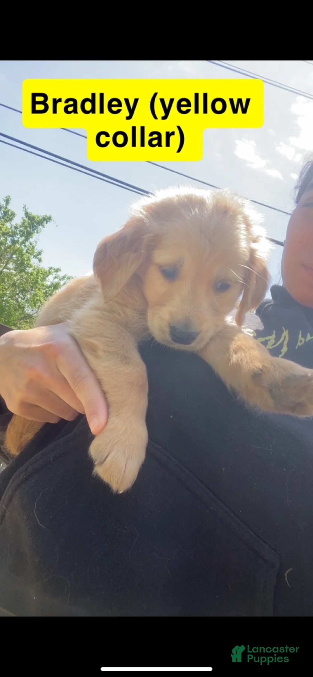 Golden Retriever dogs for sale: Bradley - Ad 2