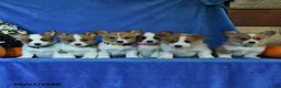 Welsh Corgi Pembroke dogs for sale: Keller - Ad 5