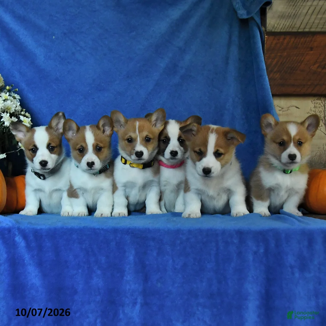 Welsh Corgi Pembroke dogs for sale: Keller - Ad 5