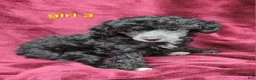 Toy Poodle dogs for sale: AKC Silver girl 3 - Ad 5