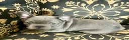 French Bulldog dogs for sale: Madeline - Ad 4