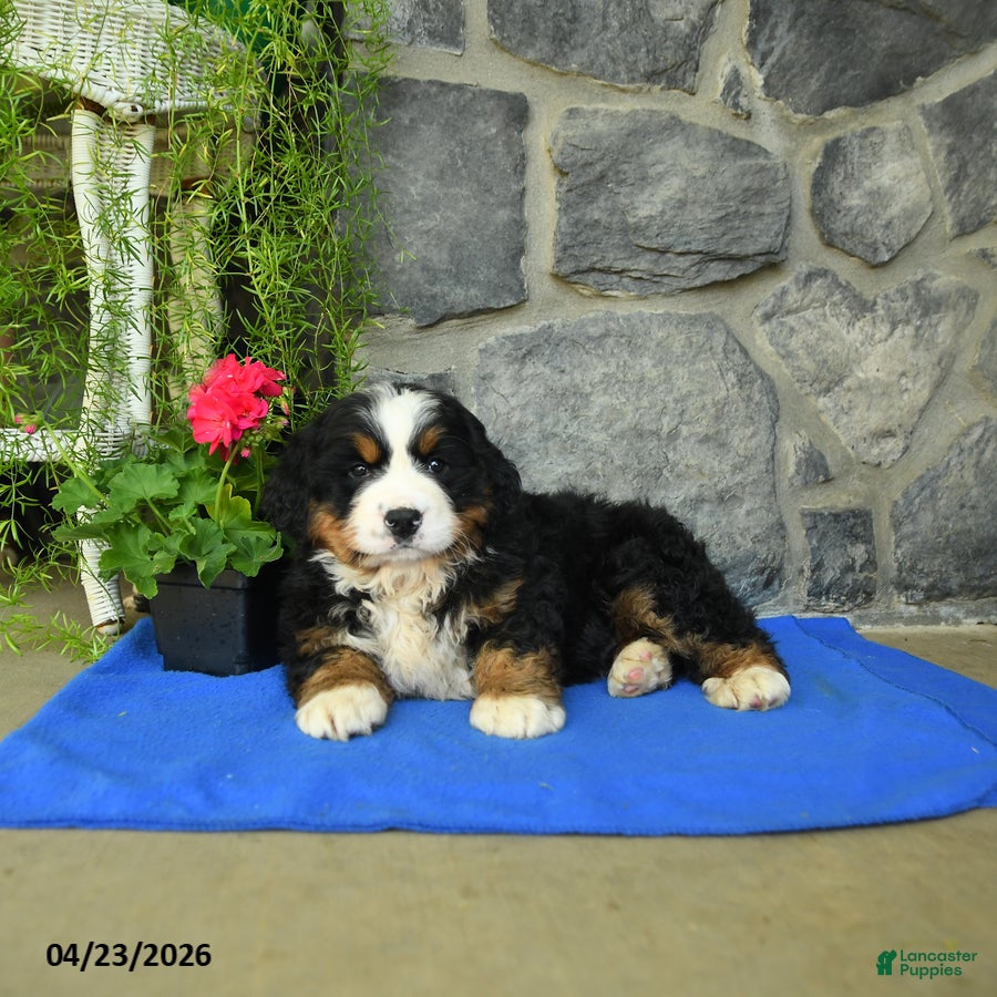 Bernese Mountain Dog dogs Willow - Ad 2