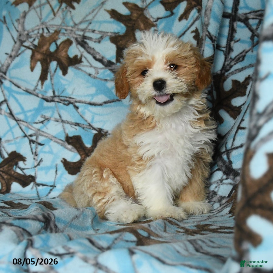 Mixed Breed dogs Uranus - Ad 1