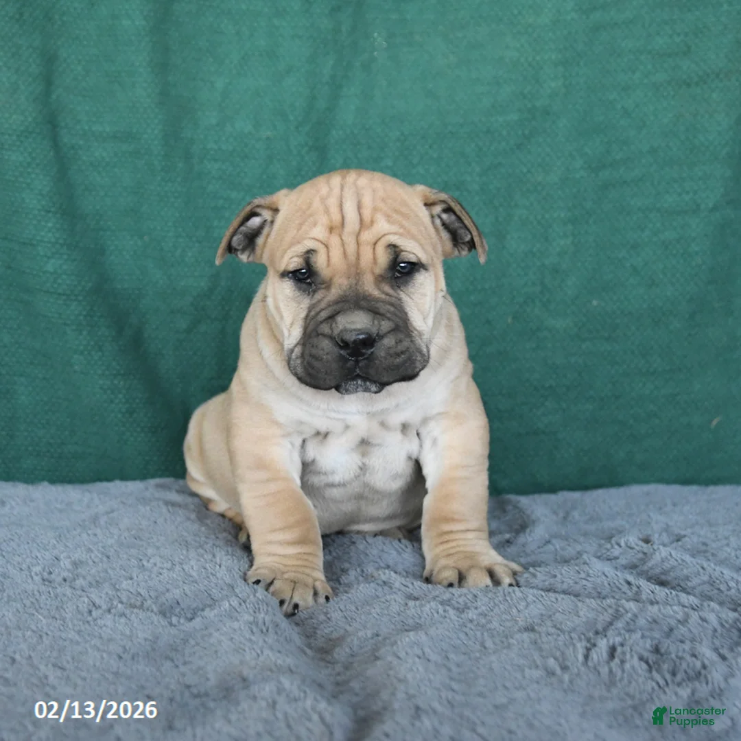 South African Boerboels dogs for sale: Alex - Ad 3