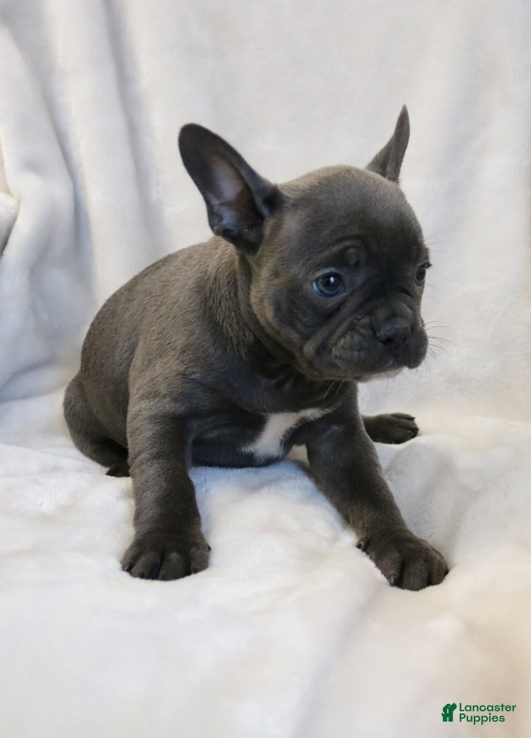 Frenchton dogs for sale: Chloe - Ad 5