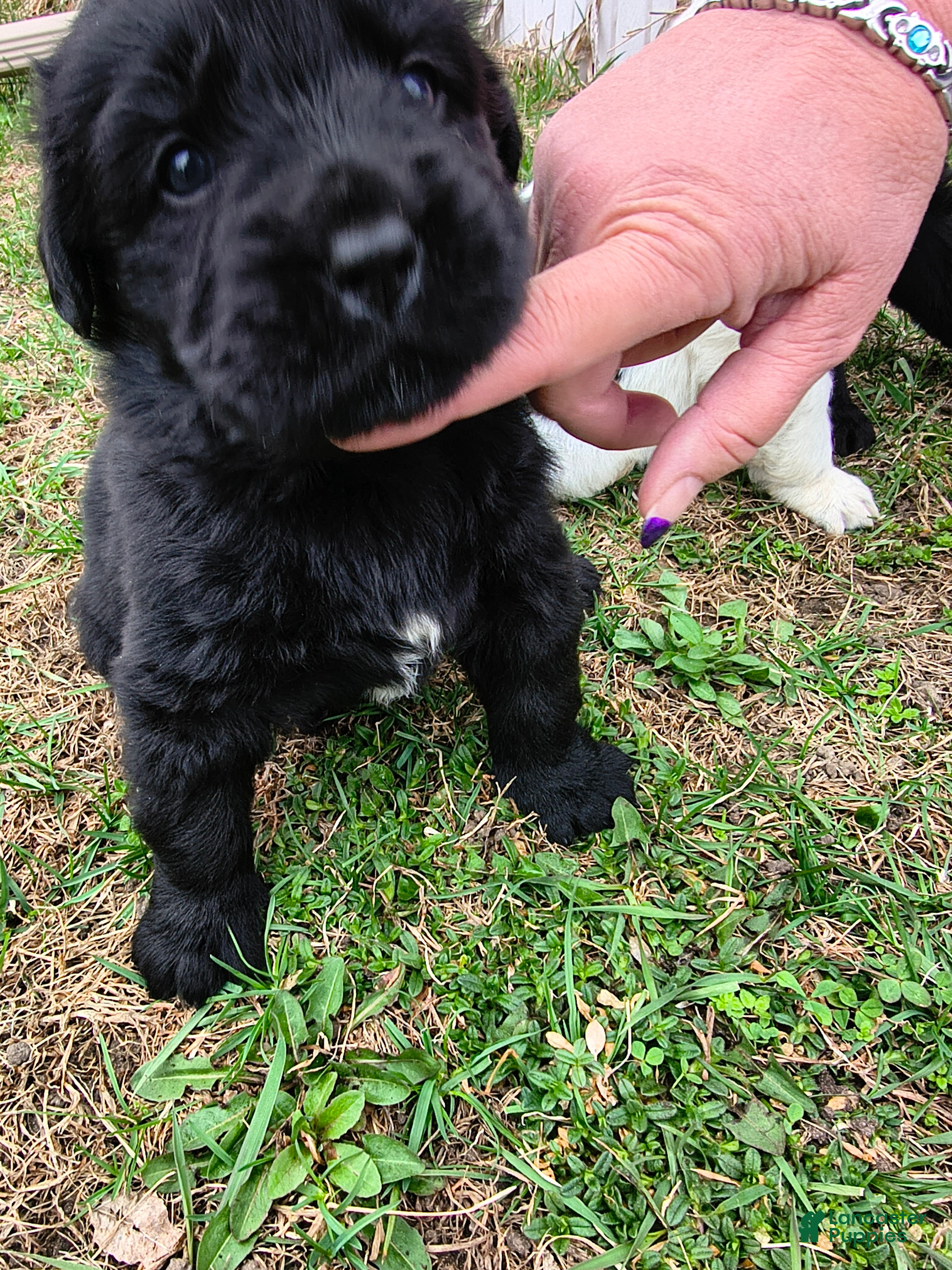 Newfoundland dogs Yellow collar  - Ad 24