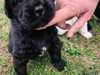 Newfoundland dogs Yellow collar - Ad 24