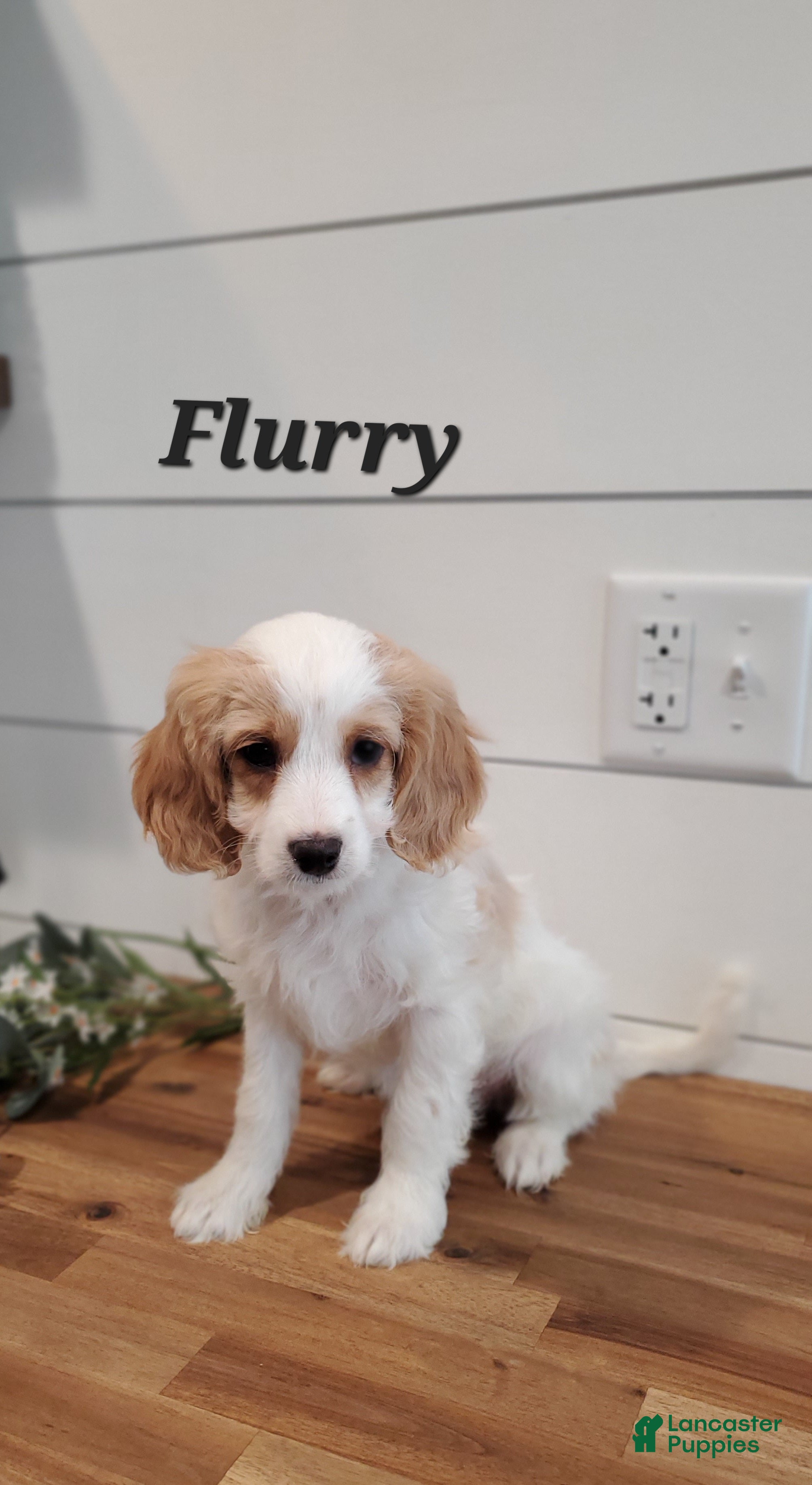 Cavapoo dogs Flurry  - Ad 42