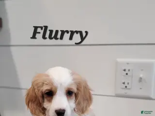 Cavapoo dogs Flurry - Ad 42