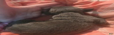 Gray Male Brindle 1