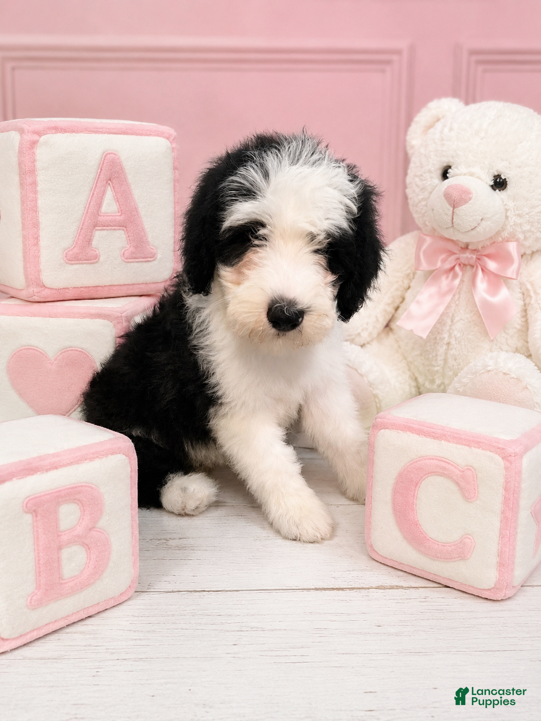 Sheepadoodle dogs Lucy🩷Last Girl🩷 - Ad 2
