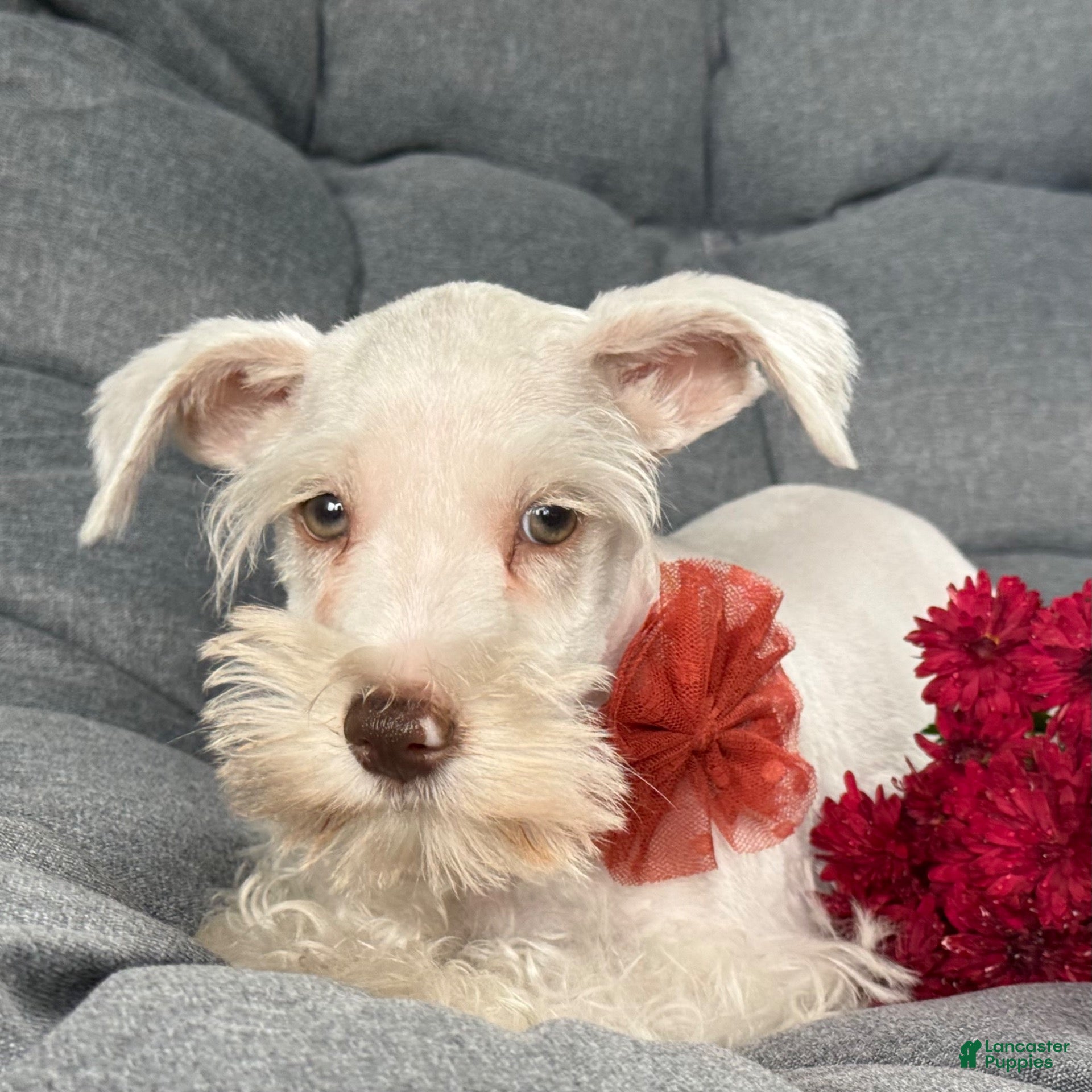 Miniature Schnauzer dogs Winston - Ad 2