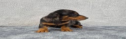Miniature Dachshund dogs for sale: Oscar  - Ad 6