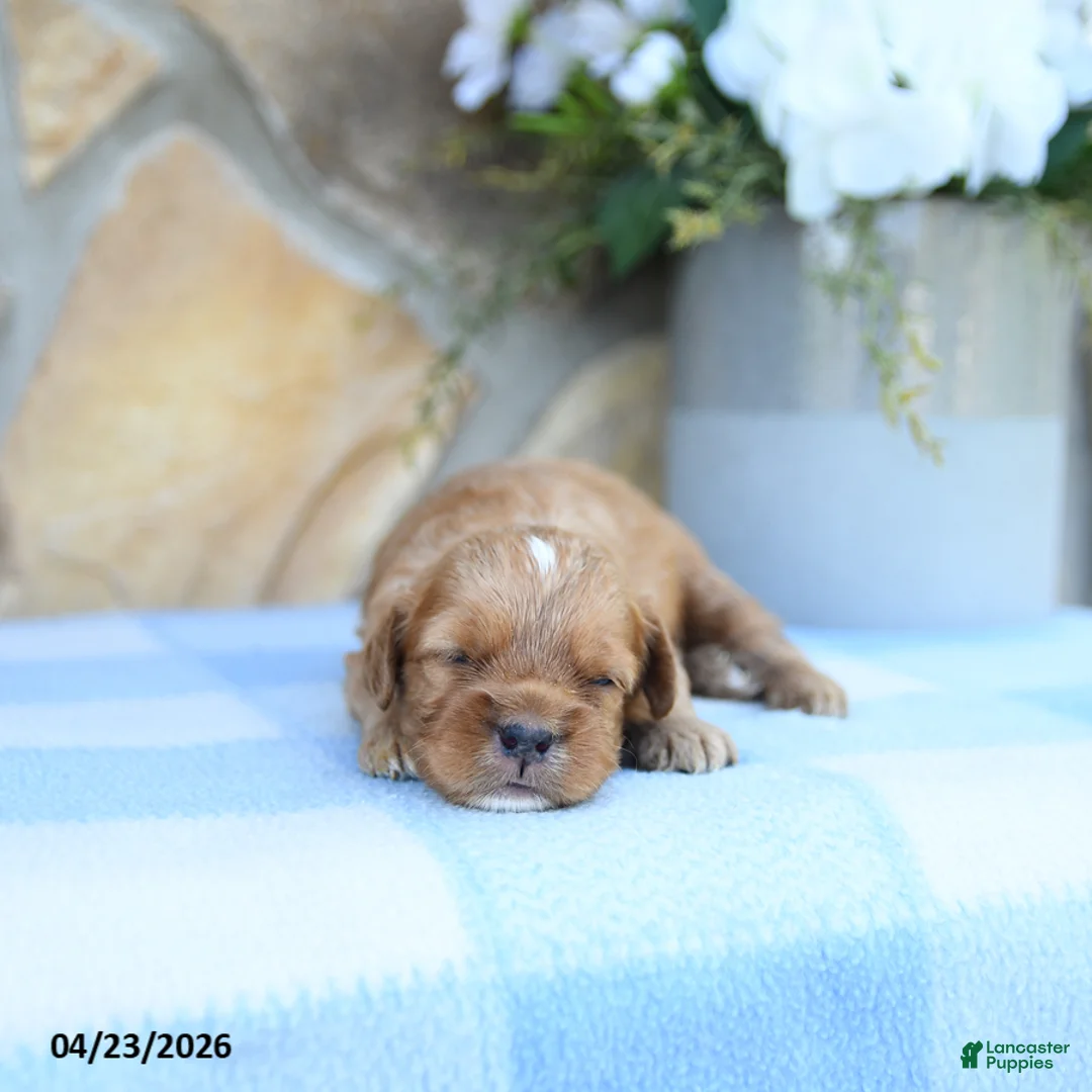 Cavapoo dogs for sale: Stormy - Ad 1