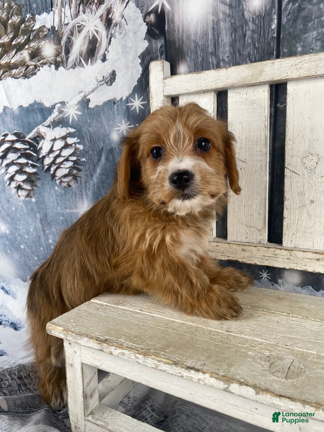 Yorkiepoo dogs for sale: Maisy - Ad 2