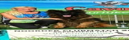 German Shepherd dogs for sale: German Shepherd 2 - Ad 4