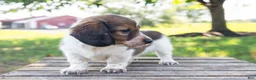 Miniature Dachshund dogs for sale: Calvin - Ad 7