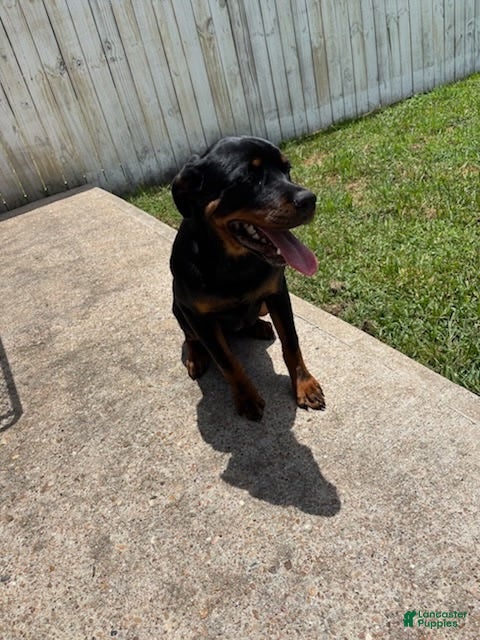 Rottweiler dogs COCO Needs a NEW HOME ❤️💙❤️ - Ad 4